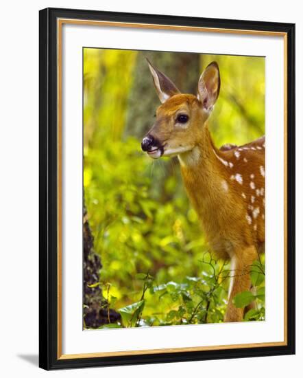 Whitetail Deer Fawn in Whitefish, Montana, Usa-Chuck Haney-Framed Photographic Print