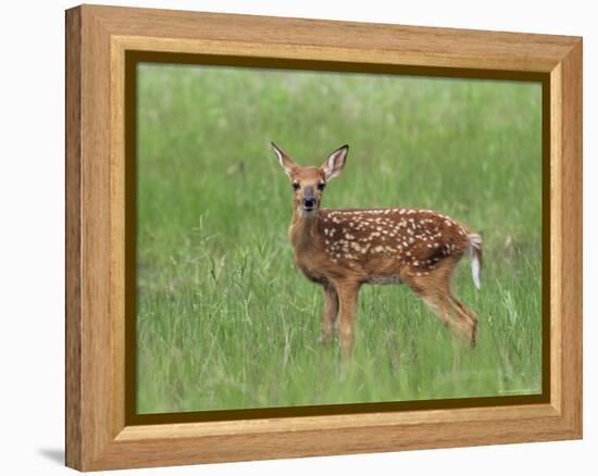 Whitetail Deer Fawn (Odocileus Virginianus), 21 Days Old, in Captivity, Minnesota, USA-James Hager-Framed Premier Image Canvas