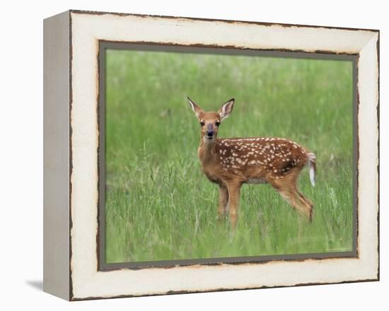 Whitetail Deer Fawn (Odocileus Virginianus), 21 Days Old, in Captivity, Minnesota, USA-James Hager-Framed Premier Image Canvas