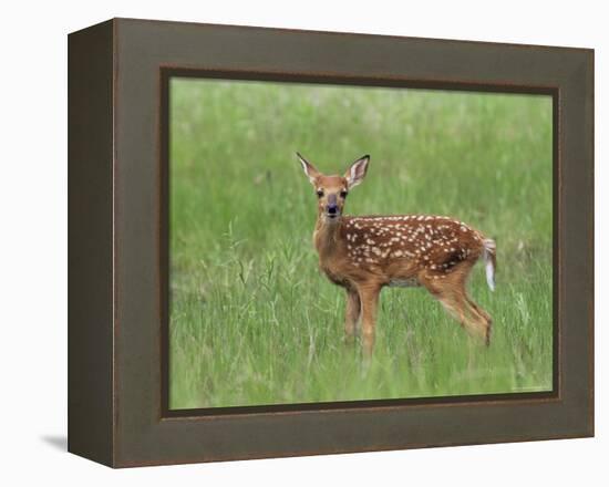 Whitetail Deer Fawn (Odocileus Virginianus), 21 Days Old, in Captivity, Minnesota, USA-James Hager-Framed Premier Image Canvas