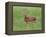 Whitetail Deer Fawn (Odocileus Virginianus), 21 Days Old, in Captivity, Minnesota, USA-James Hager-Framed Premier Image Canvas