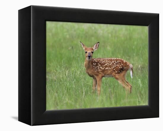 Whitetail Deer Fawn (Odocileus Virginianus), 21 Days Old, in Captivity, Minnesota, USA-James Hager-Framed Premier Image Canvas