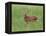 Whitetail Deer Fawn (Odocileus Virginianus), 21 Days Old, in Captivity, Minnesota, USA-James Hager-Framed Premier Image Canvas