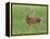 Whitetail Deer Fawn (Odocileus Virginianus), 21 Days Old, in Captivity, Minnesota, USA-James Hager-Framed Premier Image Canvas