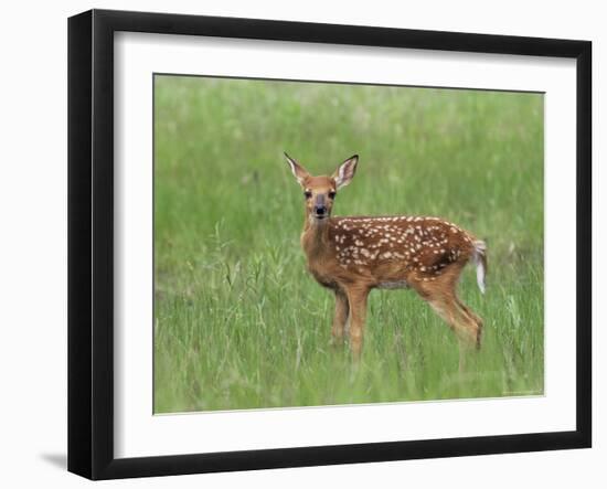 Whitetail Deer Fawn (Odocileus Virginianus), 21 Days Old, in Captivity, Minnesota, USA-James Hager-Framed Photographic Print