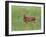 Whitetail Deer Fawn (Odocileus Virginianus), 21 Days Old, in Captivity, Minnesota, USA-James Hager-Framed Photographic Print