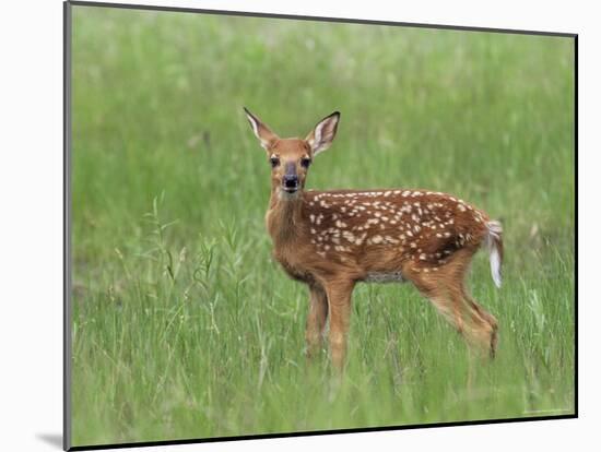 Whitetail Deer Fawn (Odocileus Virginianus), 21 Days Old, in Captivity, Minnesota, USA-James Hager-Mounted Photographic Print