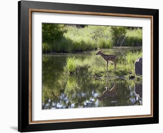 Whitetail Deer Fawn with Reflection, in Captivity, Sandstone, Minnesota, USA-James Hager-Framed Photographic Print