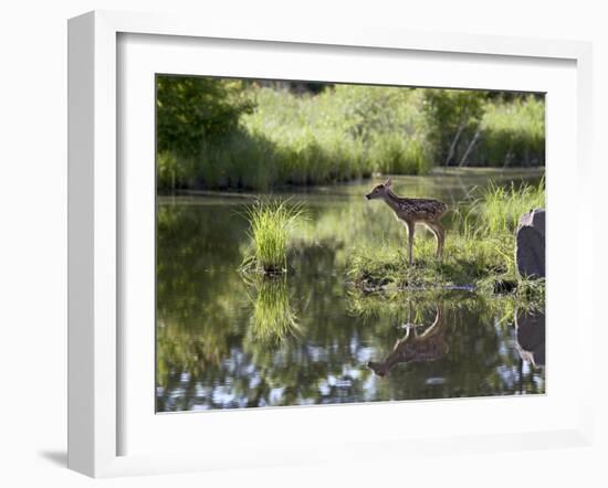 Whitetail Deer Fawn with Reflection, in Captivity, Sandstone, Minnesota, USA-James Hager-Framed Photographic Print
