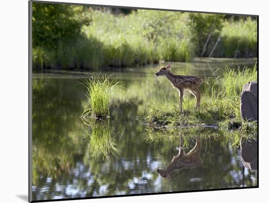 Whitetail Deer Fawn with Reflection, in Captivity, Sandstone, Minnesota, USA-James Hager-Mounted Photographic Print