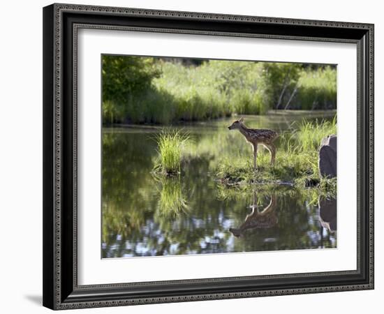 Whitetail Deer Fawn with Reflection, in Captivity, Sandstone, Minnesota, USA-James Hager-Framed Photographic Print