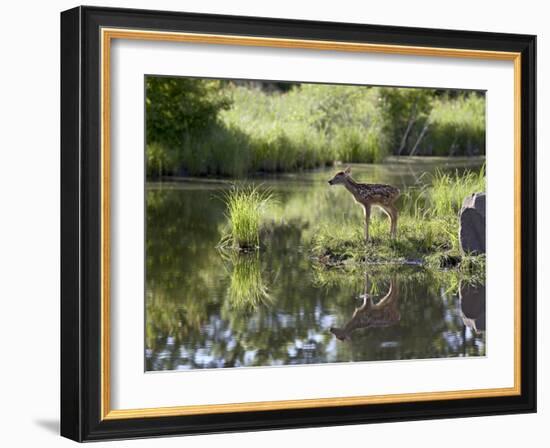 Whitetail Deer Fawn with Reflection, in Captivity, Sandstone, Minnesota, USA-James Hager-Framed Photographic Print