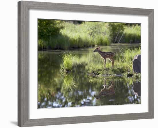 Whitetail Deer Fawn with Reflection, in Captivity, Sandstone, Minnesota, USA-James Hager-Framed Photographic Print