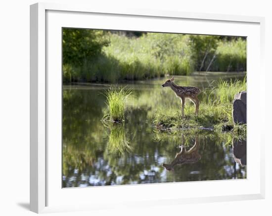 Whitetail Deer Fawn with Reflection, in Captivity, Sandstone, Minnesota, USA-James Hager-Framed Photographic Print