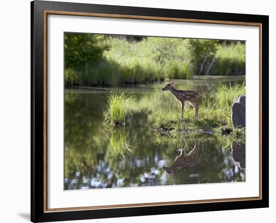 Whitetail Deer Fawn with Reflection, in Captivity, Sandstone, Minnesota, USA-James Hager-Framed Photographic Print