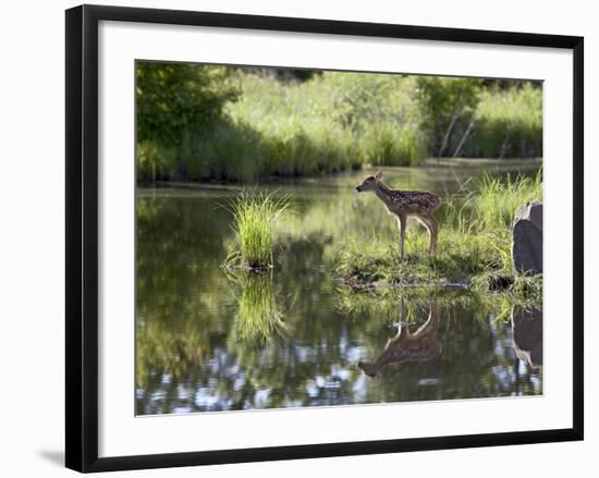 Whitetail Deer Fawn with Reflection, in Captivity, Sandstone, Minnesota, USA-James Hager-Framed Photographic Print