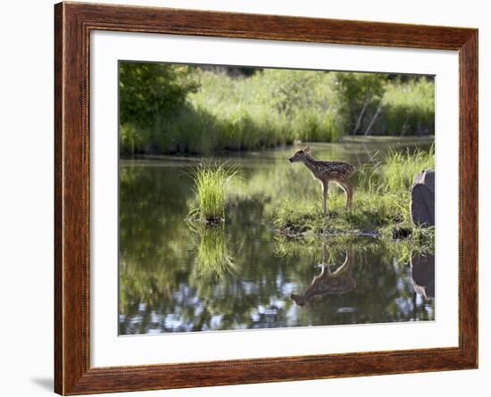 Whitetail Deer Fawn with Reflection, in Captivity, Sandstone, Minnesota, USA-James Hager-Framed Photographic Print