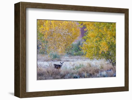 Whitetail deer grazing under autumn cottonwood tree, near Moab, Utah, USA.-Howie Garber-Framed Photographic Print