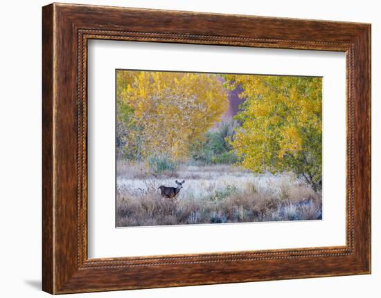 Whitetail deer grazing under autumn cottonwood tree, near Moab, Utah, USA.-Howie Garber-Framed Photographic Print