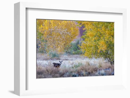 Whitetail deer grazing under autumn cottonwood tree, near Moab, Utah, USA.-Howie Garber-Framed Photographic Print