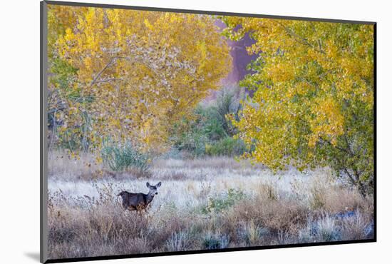 Whitetail deer grazing under autumn cottonwood tree, near Moab, Utah, USA.-Howie Garber-Mounted Photographic Print