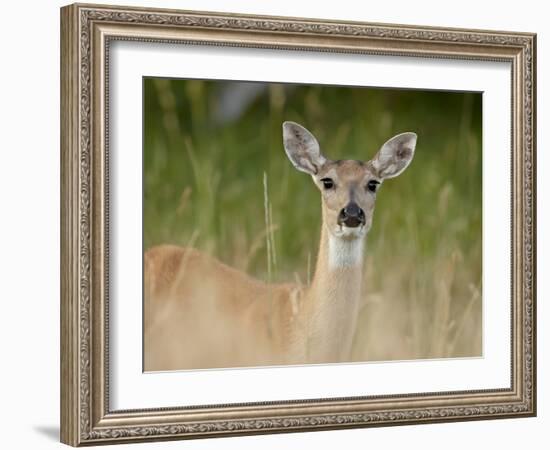 Whitetail Deer (Odocoileus Virginianus) Doe, Stillwater County, Montana, USA-James Hager-Framed Photographic Print