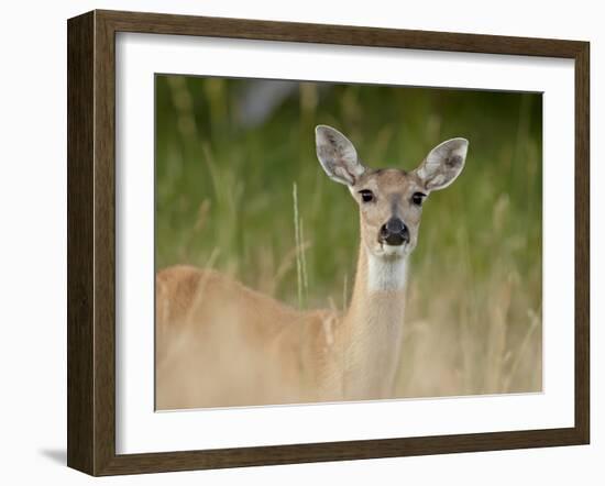 Whitetail Deer (Odocoileus Virginianus) Doe, Stillwater County, Montana, USA-James Hager-Framed Photographic Print