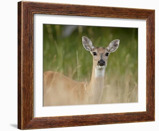 Whitetail Deer (Odocoileus Virginianus) Doe, Stillwater County, Montana, USA-James Hager-Framed Photographic Print