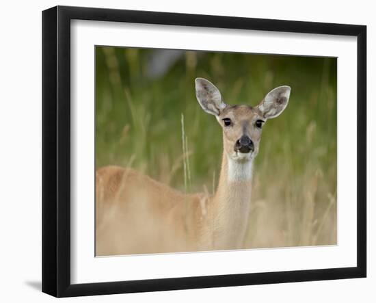 Whitetail Deer (Odocoileus Virginianus) Doe, Stillwater County, Montana, USA-James Hager-Framed Photographic Print