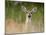 Whitetail Deer (Odocoileus Virginianus) Doe, Stillwater County, Montana, USA-James Hager-Mounted Photographic Print