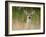 Whitetail Deer (Odocoileus Virginianus) Doe, Stillwater County, Montana, USA-James Hager-Framed Photographic Print