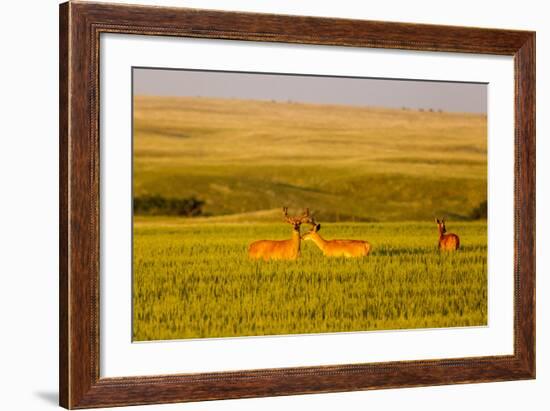 Whitetail Deer Wildlife in Wheat Field Near Glasgow, Montana, USA-Chuck Haney-Framed Photographic Print