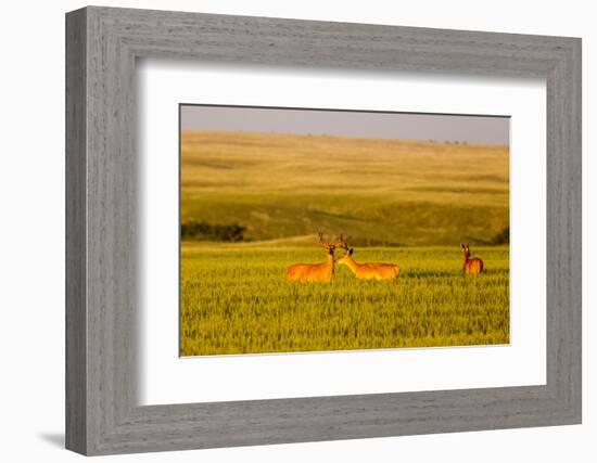 Whitetail Deer Wildlife in Wheat Field Near Glasgow, Montana, USA-Chuck Haney-Framed Photographic Print