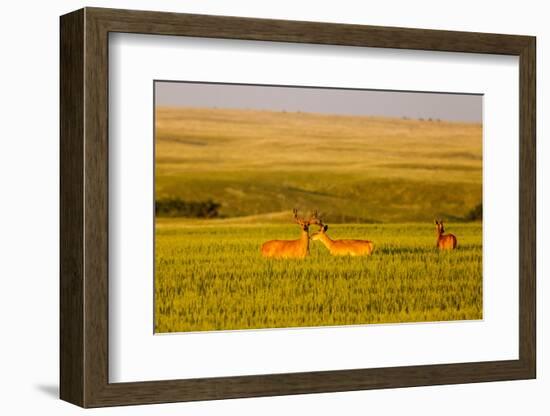 Whitetail Deer Wildlife in Wheat Field Near Glasgow, Montana, USA-Chuck Haney-Framed Photographic Print