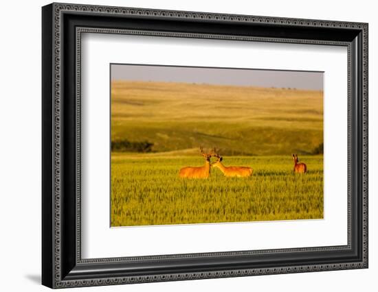 Whitetail Deer Wildlife in Wheat Field Near Glasgow, Montana, USA-Chuck Haney-Framed Photographic Print