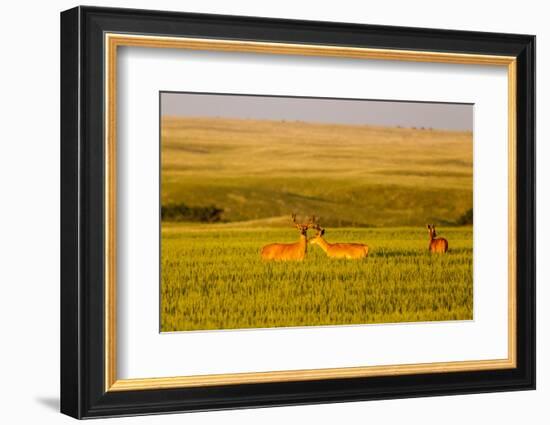 Whitetail Deer Wildlife in Wheat Field Near Glasgow, Montana, USA-Chuck Haney-Framed Photographic Print