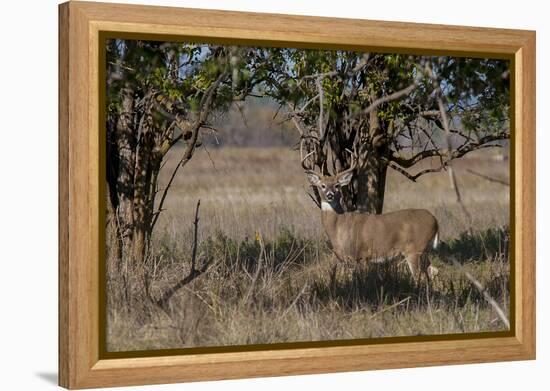 Whitetail deer-Michael Scheufler-Framed Premier Image Canvas