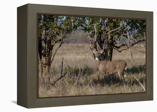 Whitetail deer-Michael Scheufler-Framed Premier Image Canvas