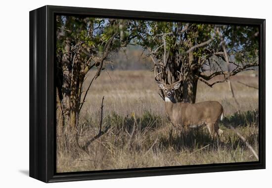 Whitetail deer-Michael Scheufler-Framed Premier Image Canvas