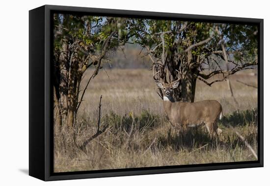 Whitetail deer-Michael Scheufler-Framed Premier Image Canvas