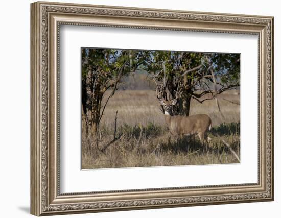 Whitetail deer-Michael Scheufler-Framed Photographic Print