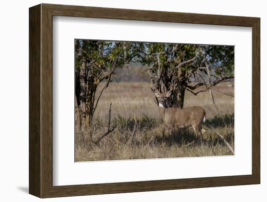 Whitetail deer-Michael Scheufler-Framed Photographic Print