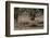 Whitetail deer-Michael Scheufler-Framed Photographic Print