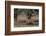 Whitetail deer-Michael Scheufler-Framed Photographic Print