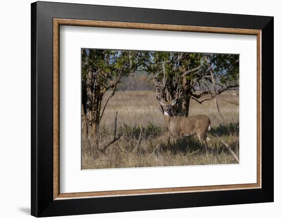 Whitetail deer-Michael Scheufler-Framed Photographic Print