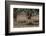 Whitetail deer-Michael Scheufler-Framed Photographic Print