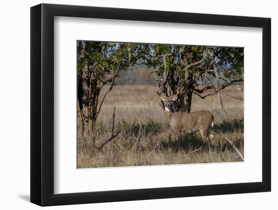 Whitetail deer-Michael Scheufler-Framed Photographic Print