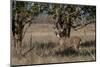 Whitetail deer-Michael Scheufler-Mounted Photographic Print