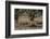 Whitetail deer-Michael Scheufler-Framed Photographic Print