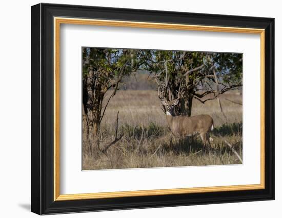 Whitetail deer-Michael Scheufler-Framed Photographic Print